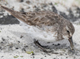 white rumped sandpiper